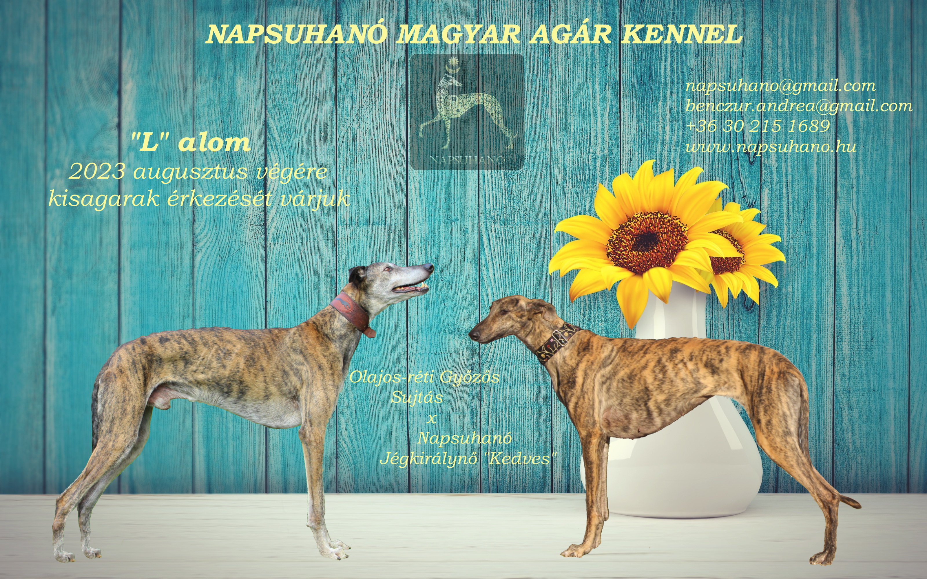 NAPSUHANÓ Magyar Agár Kennel